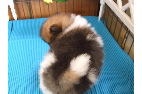 成約済の三重県のポメラニアン-13806の1枚目